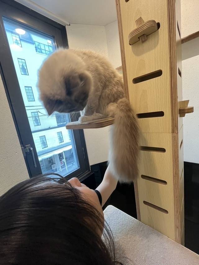 猫ちゃんとまったり🐈‍⬛💕