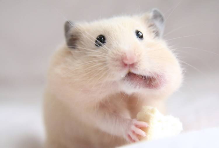 即完売ありがとう！！