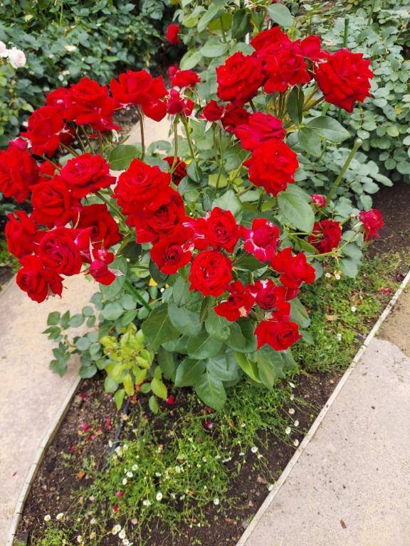 ありがとう(*ﾟー^)