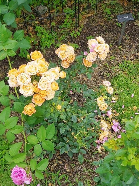 ありがとう(* ´ ▽ ` *)