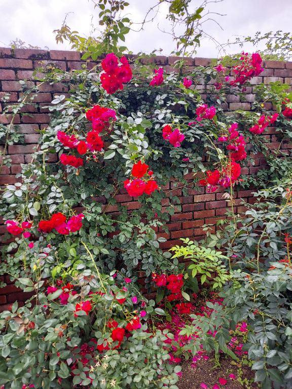 ありがとう(*´ー｀*)