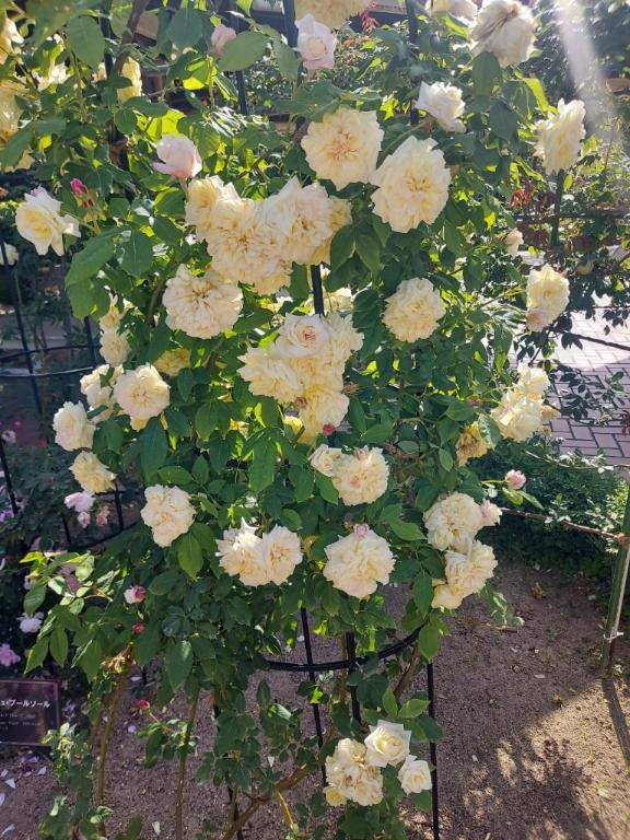 ありがとう(*^_^*)