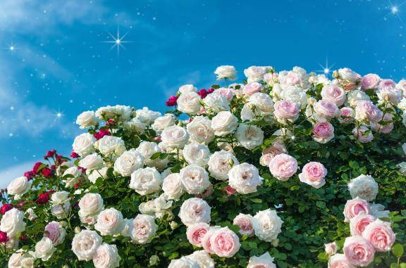 ありがとう(*´▽｀)