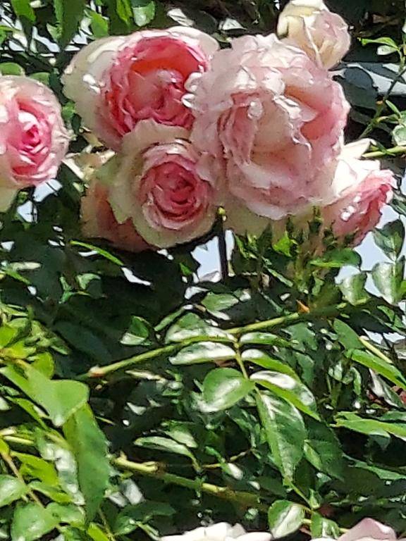 ありがとう( 〃▽〃)