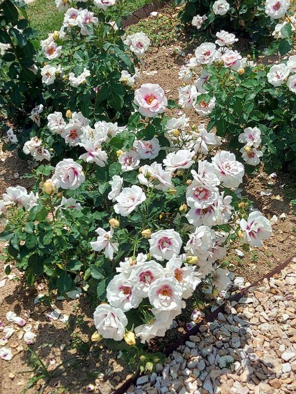 ありがとう(*´ー｀*)