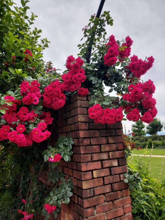 ありがとー(*´▽｀*)