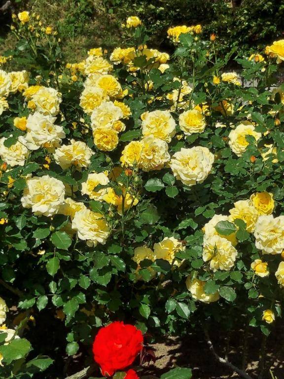 ありがとー(*_ _)