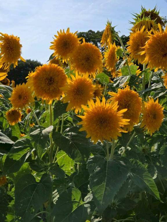 ありがとう(*´∇｀)