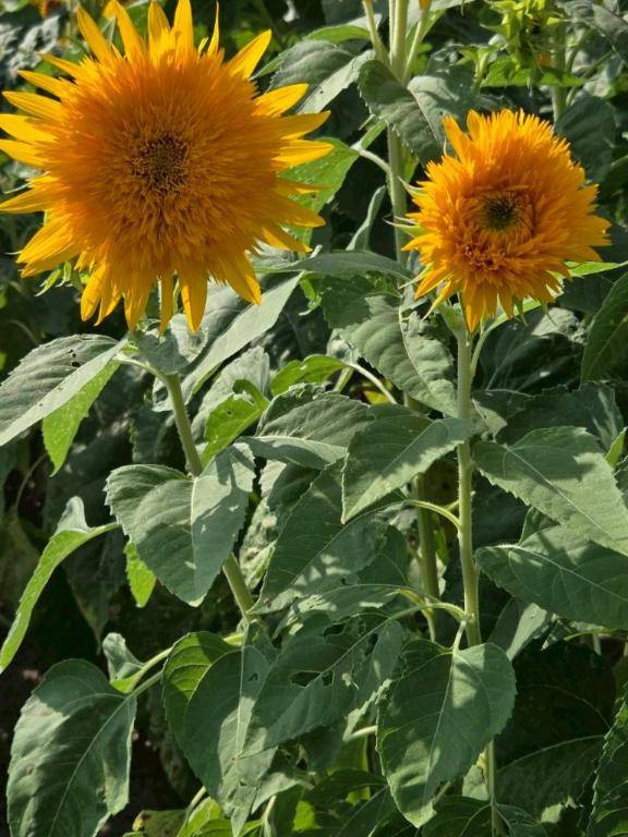 ありがとう(*´∇｀)