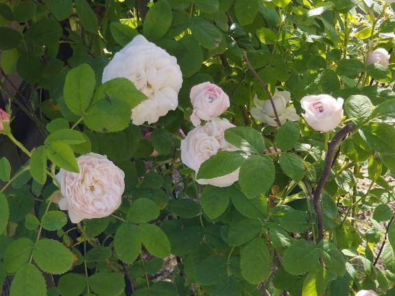 ありがとう(*´∇`)