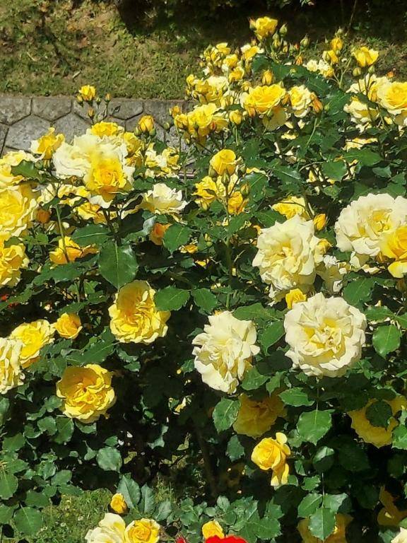 ありがとう(^-^)