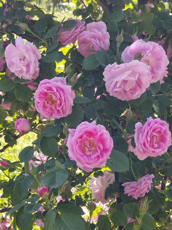 ありがとう(*´∇｀)