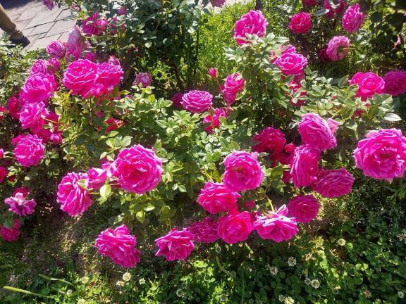 ありがとう(*´∇｀)