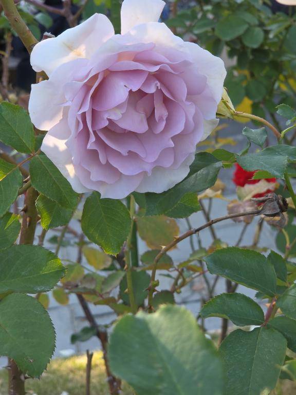 ありがとう(^-^)