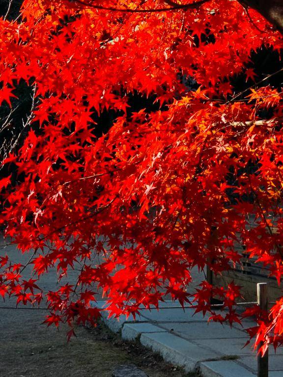 ナナ(RED ROOM(レッドルーム))