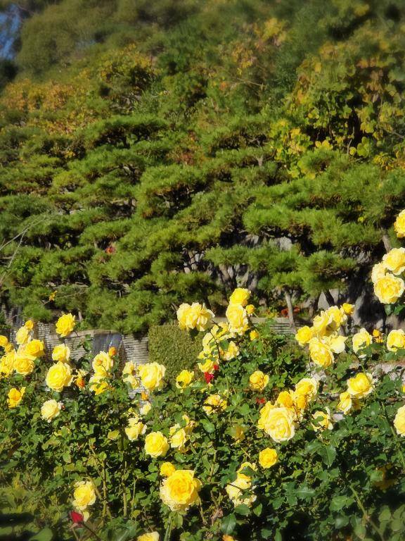 ありがとう(*^^*)