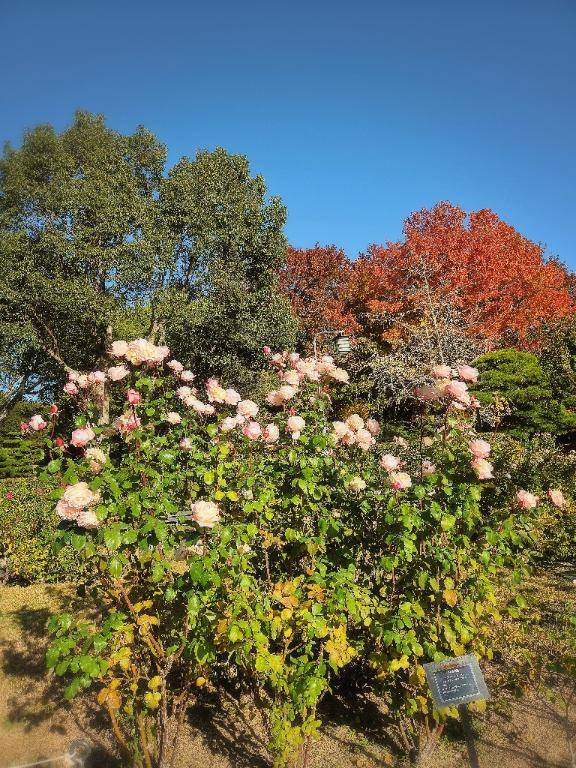 おはようございます(^-^)
