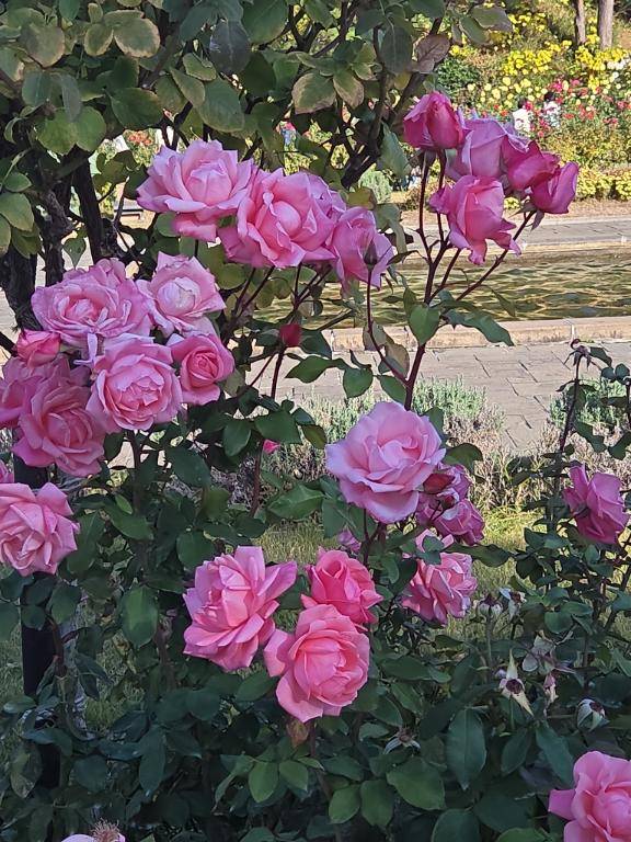 ありがとう(*^^*)