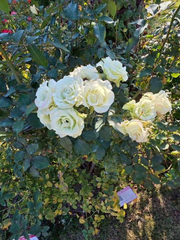 ありがとう(*^^*)