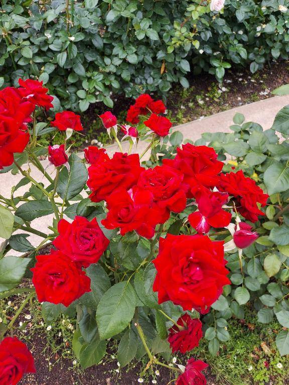 ありがとう(*^^*)