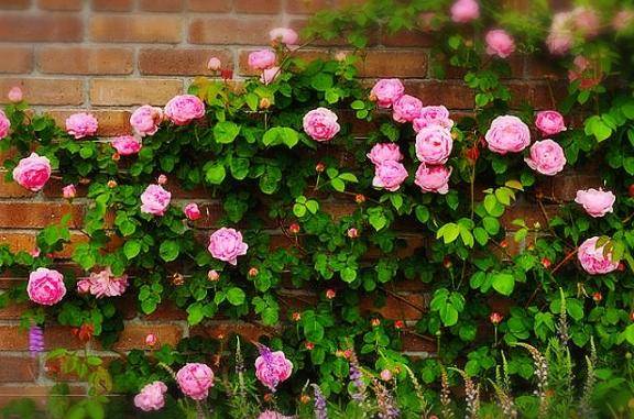 ありがとう(*´∇｀)