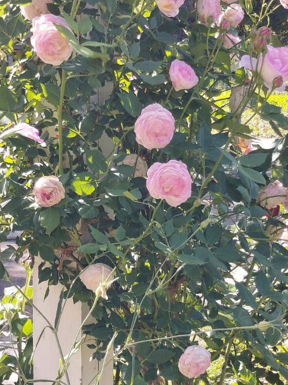 ありがとう(*´∇｀)