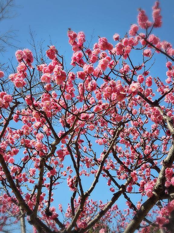 ナナ（RED ROOM（レッドルーム））