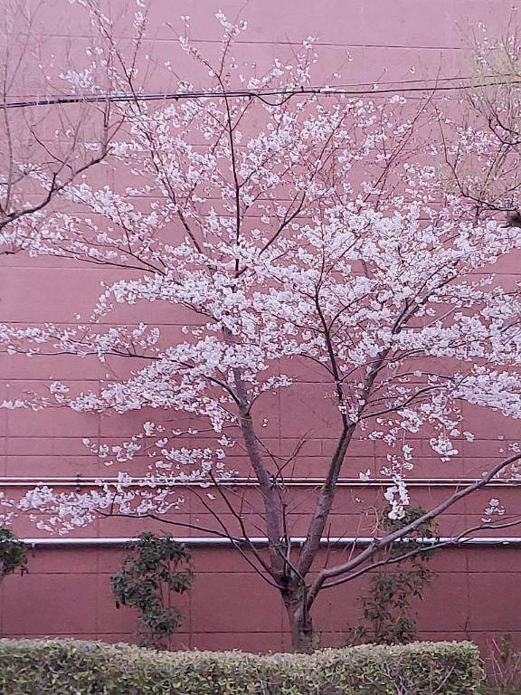 ナナ（RED ROOM（レッドルーム））