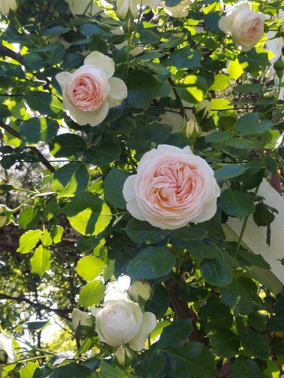 ありがとう(^_^)/