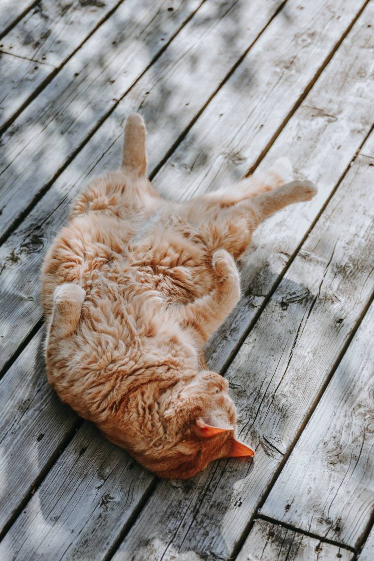 暑すぎて猫みたいになりたいฅ( ˙꒳​˙ ฅ)