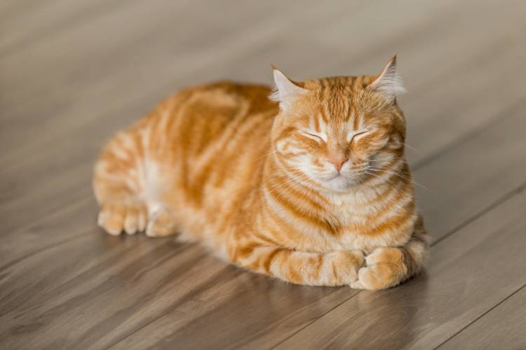 もうすぐシルバーウィーク🐈