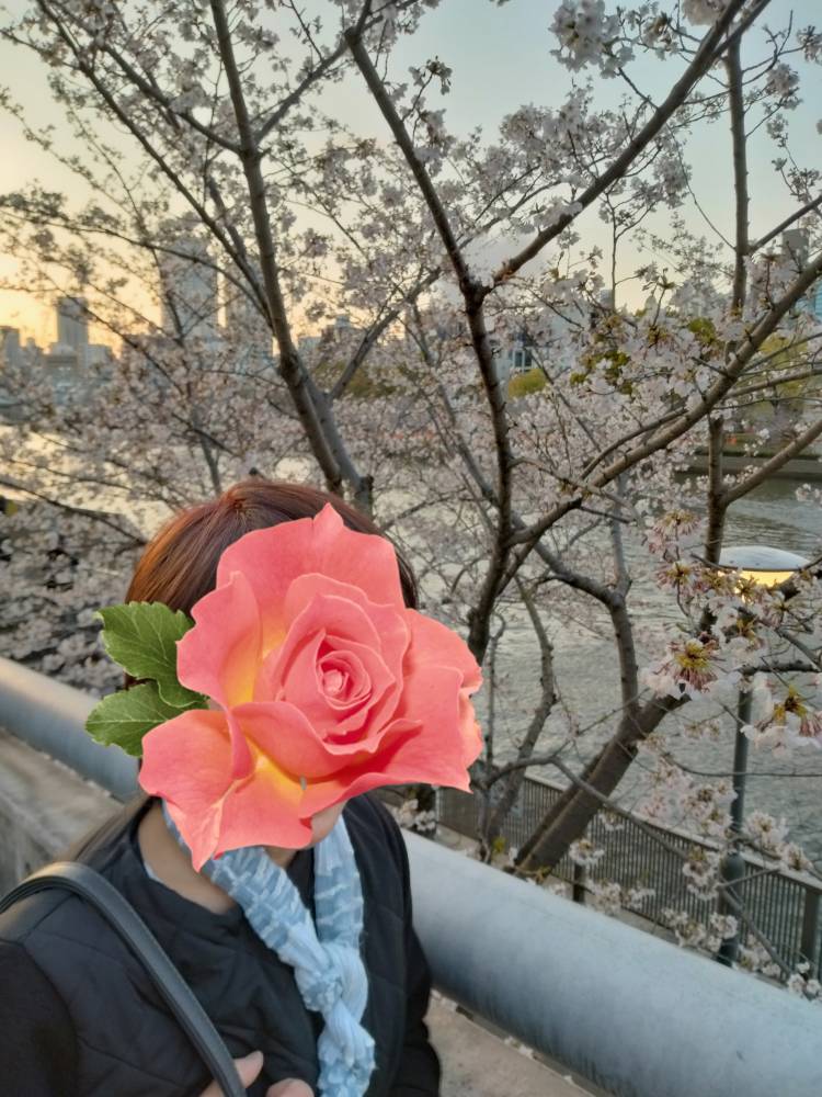 大川の桜