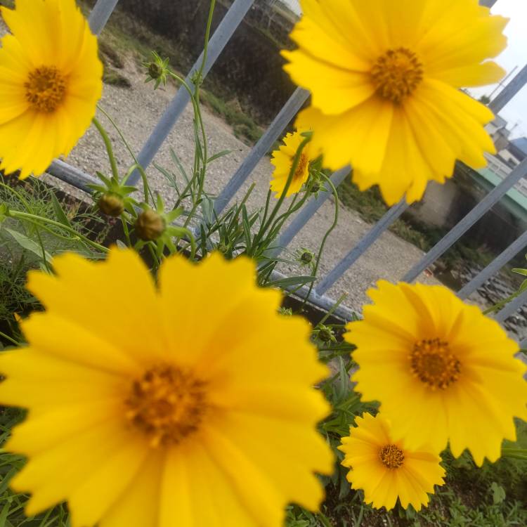雨の中ありがとうございます