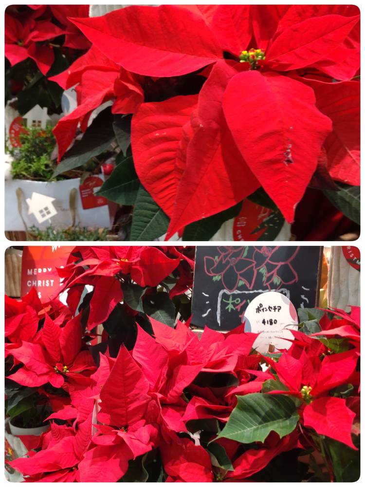 さき（汁婆～シルバークラブ～）