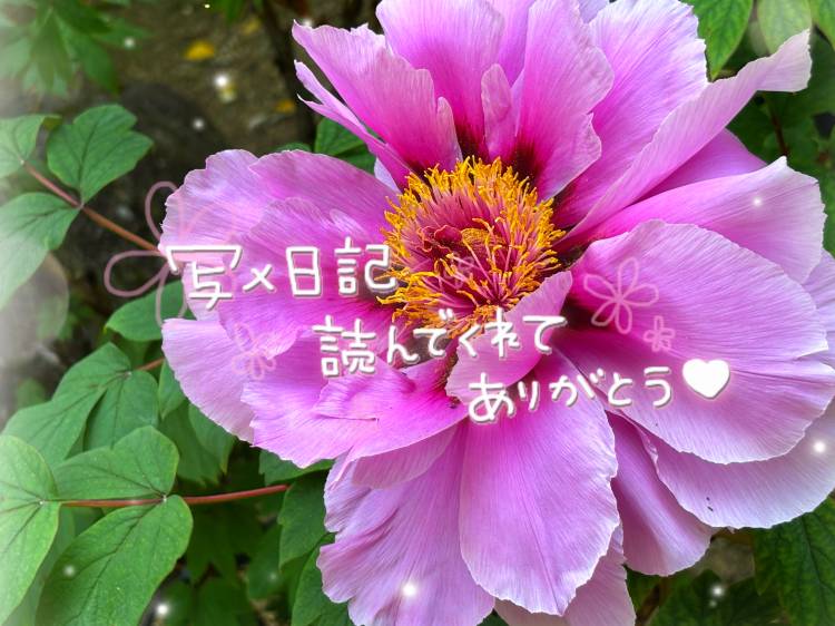 おっきな…(*´˘`*)♡//