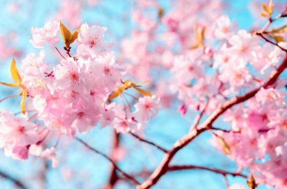 4月🌸