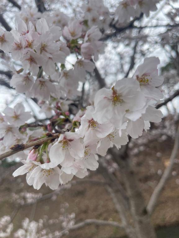 ᵔ⤙ᵔ) ⸒