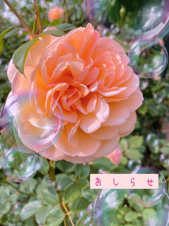 おやすみのお知らせ