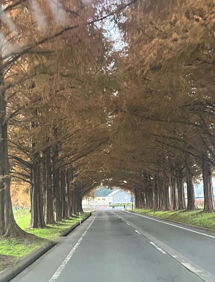 紅葉が、綺麗です