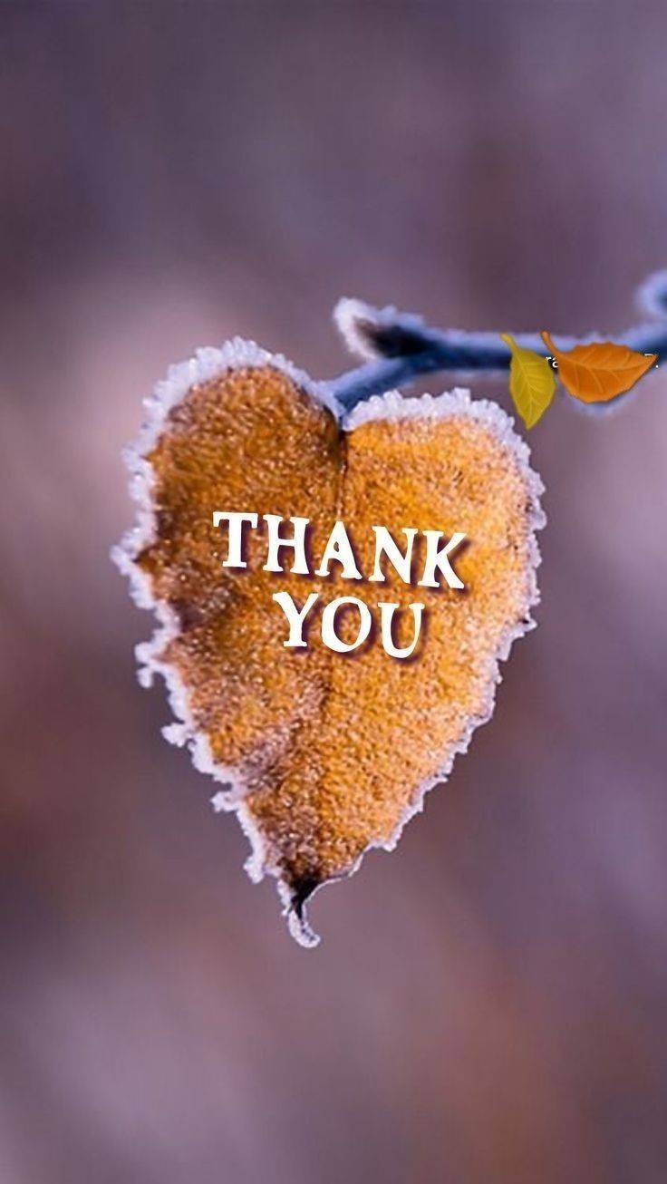 仲園　ひめ(なかその　ひめ)（夢(姫路)）