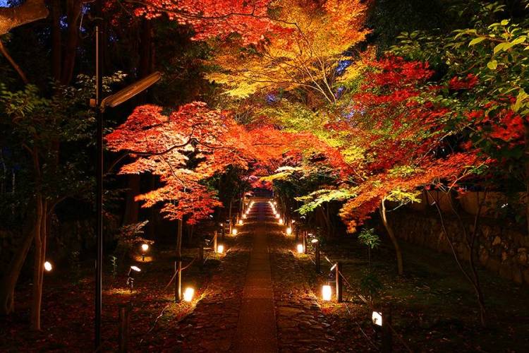 さくら　有紀(さくら　ゆき)（夢(姫路)）