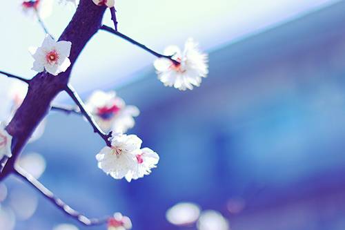 近藤　さら(こんどう　さら)（夢(姫路)）