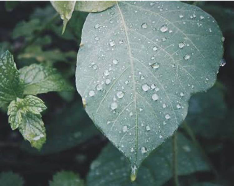 豪雨大丈夫でしたか？