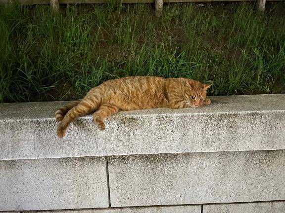 ありがとうございました