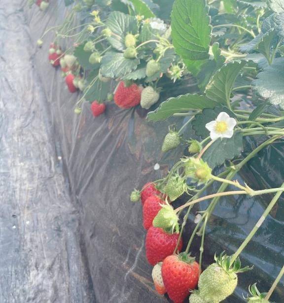 ありがとう🍓♡