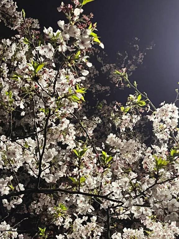 桜散る🌸
