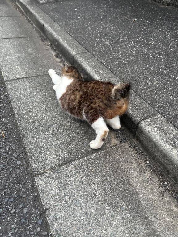出勤🌷