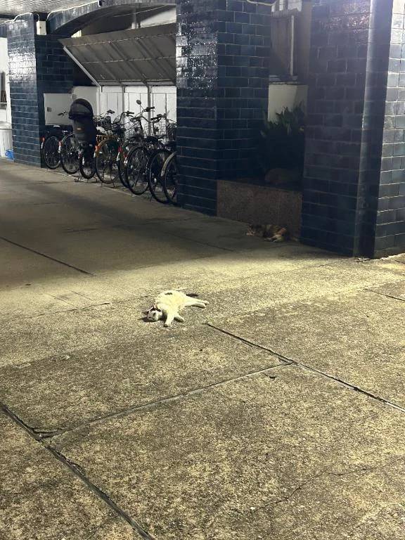 ねこ
