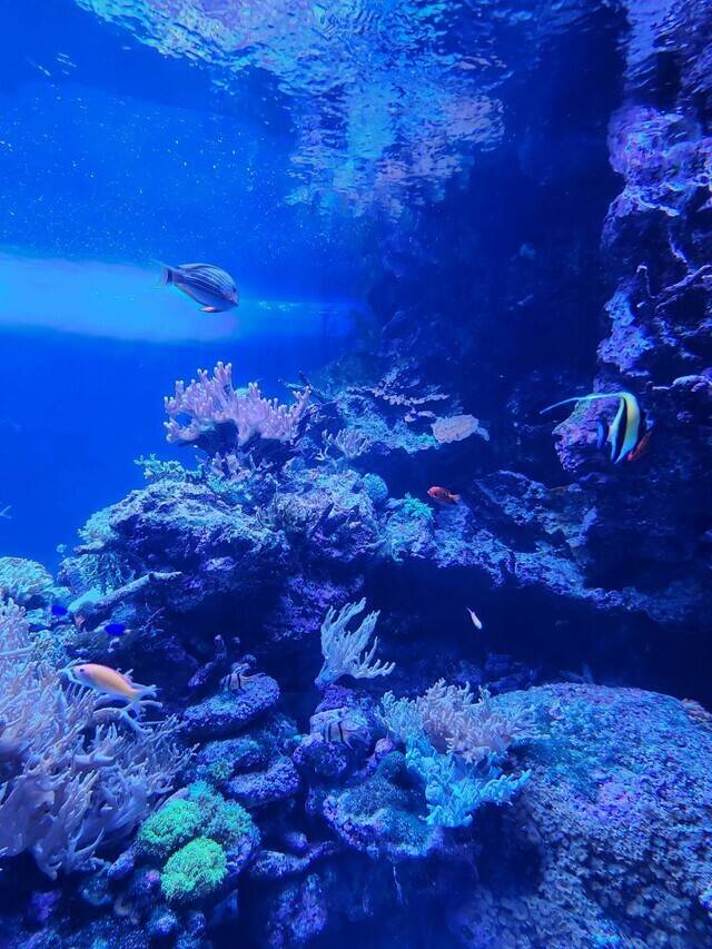 水族館いきたーい