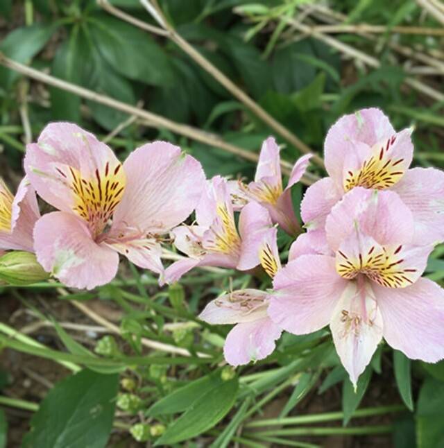 ありがとう日記♡